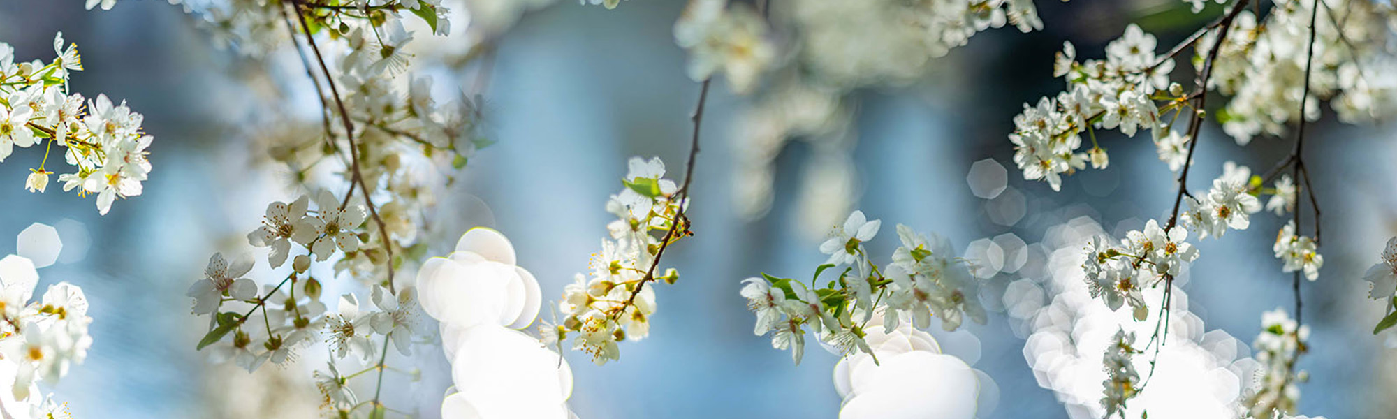 flowering spring cherry tree close up and light bokeh